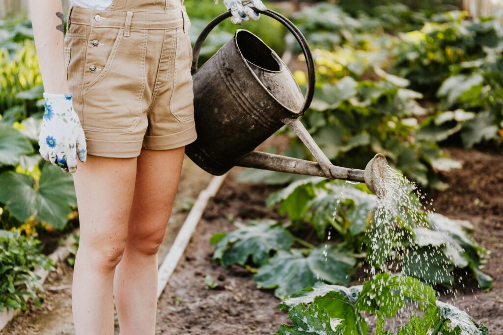 watering texas garden in june in fort worth